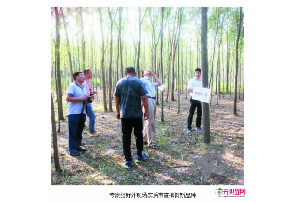 山东：渤海柳9个新品种通过实审