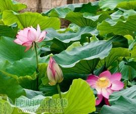 昆明：大观楼荷花节明天启幕 快来海选“荷花仙子”