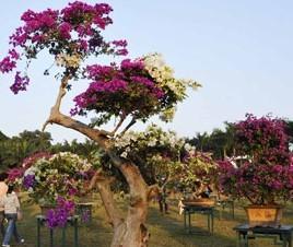 深圳第12届市花勒杜鹃展正式启动