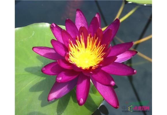 我国睡莲荷花新品种登录数量荣登世界榜首