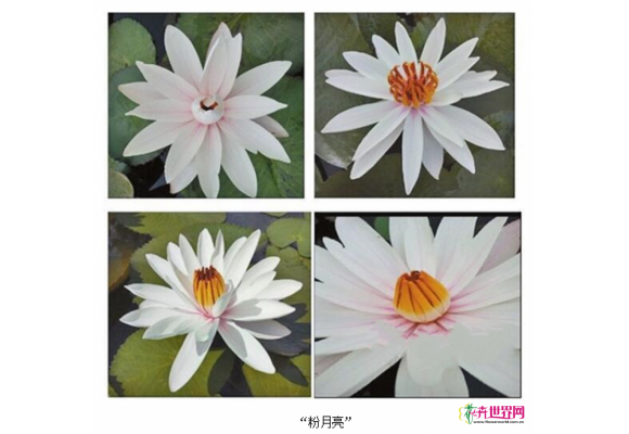 西双版纳：睡莲新品种“粉月亮”获得国际品种登录