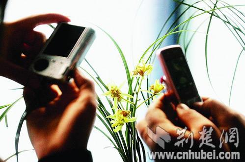 武汉东湖兰花博览会开幕