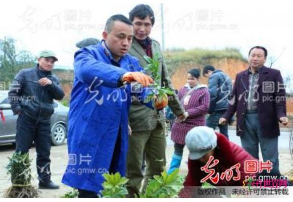 湖南靖州：新春伊始苗木俏