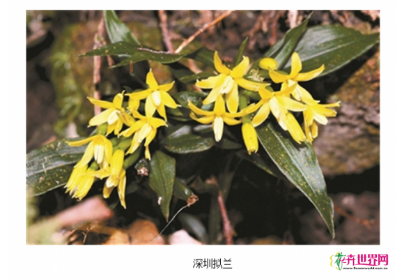 “深圳拟兰基因组与兰花的进化”重大科研成果发布 “深圳拟兰基因组与兰花的进化”重大科研成果发布