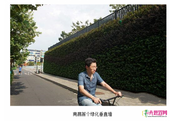 南昌出现首个绿化垂直墙