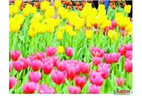 武汉植物园60万株郁金香呈现欧式春天 