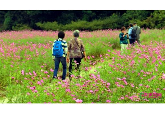 无锡:梅园各色秋樱楚动人 花海景观迎国庆 无锡:梅园各色秋樱楚动人 花海景观迎国庆