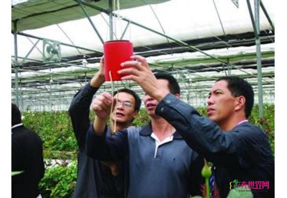 辽宁:凌源花卉年产值突破10亿元 辽宁:凌源花卉年产值突破10亿元