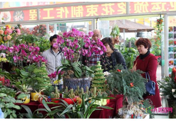 2014年宵花卉关键词