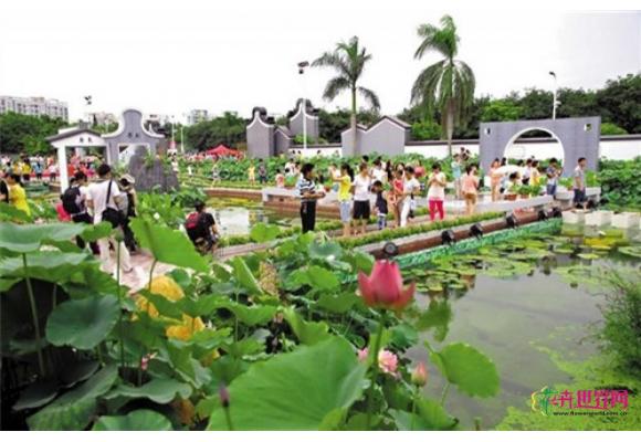 广东：桥头镇种植18000多盆荷花备战荷花节