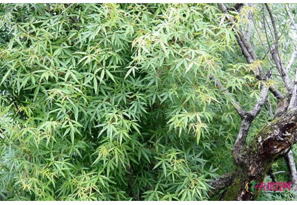 中国绿发会将赴雅江保护极危植物五小叶槭