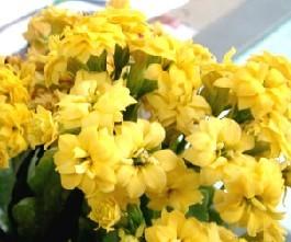 清明临近素色鲜花涨价 假花销量也增加