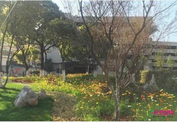 昆明:滇池路今秋将现黄色花海 换装“乡土衣” 昆明:滇池路今秋将现黄色花海 换装“乡土衣”