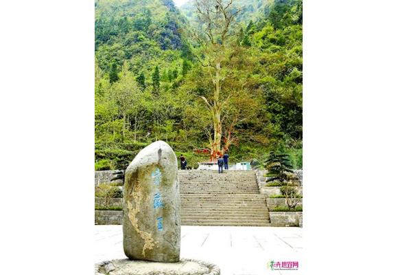 贵州：印江“紫薇王”入选中国“最美古树名木”