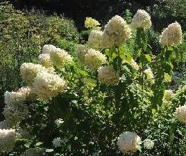 奥地利：2010图尔恩国际园艺博览会开幕（图）