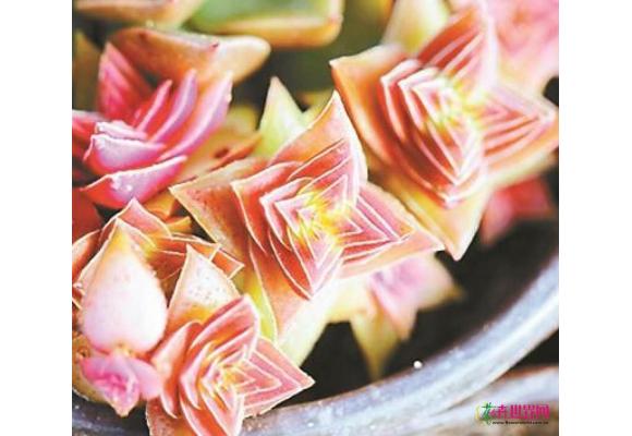多肉植物海外火热代购 可能含毒素破坏生态