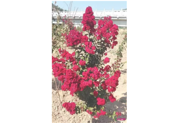 两年培育驯化 美国紫薇“百日红”在洛川盛开