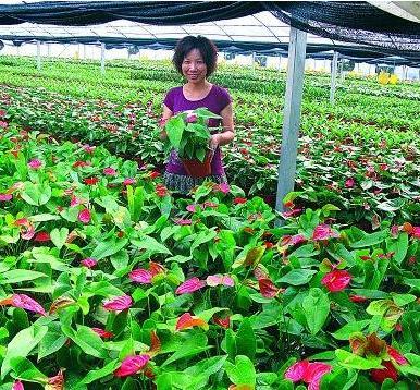南阳20万盆大棚花卉即将“出嫁”