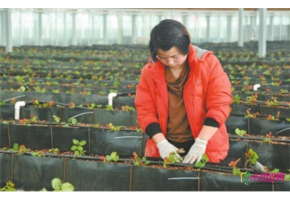 河南内黄农科博览园引入椰糠无土栽培等高新技术 河南内黄农科博览园引入椰糠无土栽培等高新技术