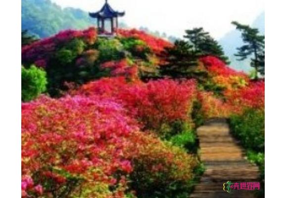 人间四月天 麻城看杜鹃