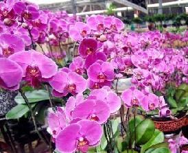银川：预防“暖气病” 室内植物走俏冬日花卉市场