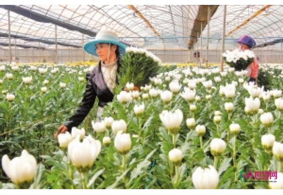 云南:优质菊花畅销国际市场 云南:优质菊花畅销国际市场