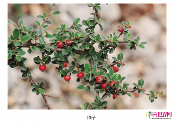 西藏:造林绿化排头兵—乡土树种 西藏:造林绿化排头兵—乡土树种