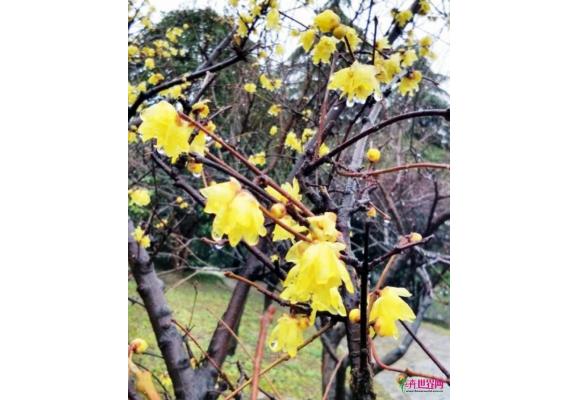 扬州:今年春节将再现“双梅闹春” 扬州:今年春节将再现“双梅闹春”