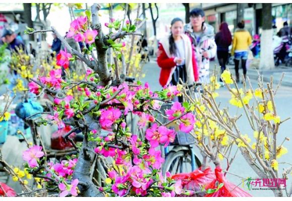 古城苏州花卉市场热闹非凡 