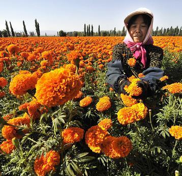 新疆的初秋，收获的是鲜花