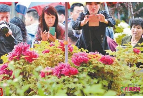 河南:洛阳公园晚开品种牡丹盛开 河南:洛阳公园晚开品种牡丹盛开