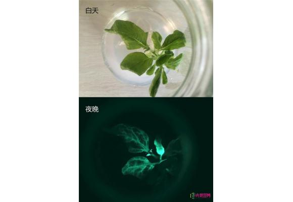 国内首株夜光植物培育成功