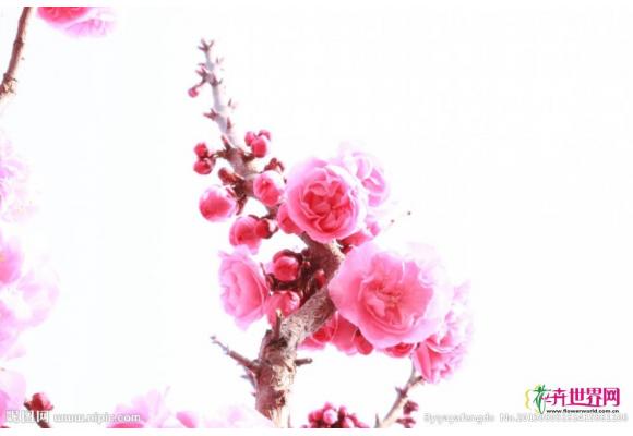 我国十大名花最新评选出炉 梅花竟是万花之首 我国十大名花最新评选出炉 梅花竟是万花之首