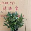 120#B级兴旺竹