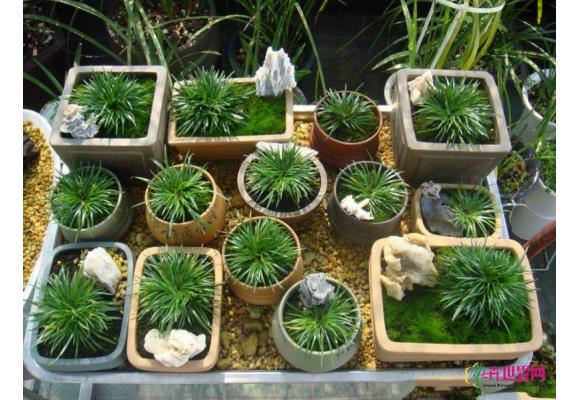 武汉小盆栽菖蒲受热捧 一盆至少100元