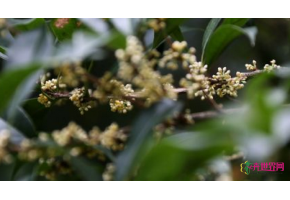 杭州第一桂花开 石蒜花开满公园