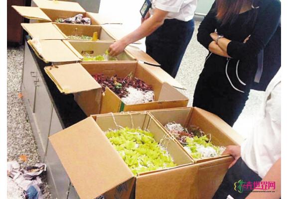 千株“多肉植物”入境被截获