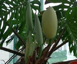 山东：龟背竹开出6朵花 花卉人员称实属罕见（组图）