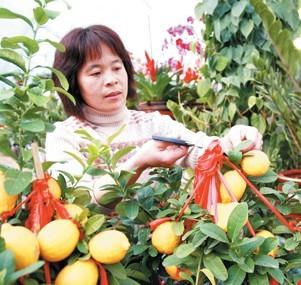 山东：水果盆景渐入花卉市场 深受广大市民的青睐