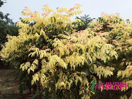 锦华栾
