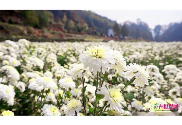 邯郸：特色菊花铺就致富路