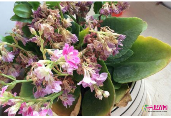 长寿花黄叶怎么办