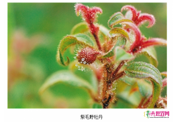 保护繁育海南珍贵野生园林花卉资源——紫毛野牡丹