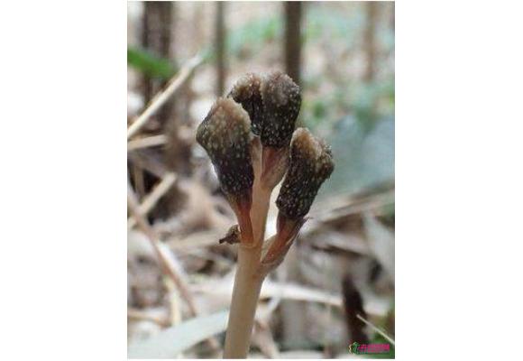 日本小岛上的傲娇植物：长出的花朵从来不开