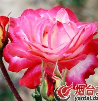 山东：莱州月季有“身份证”迈植物物种地理商标第一步