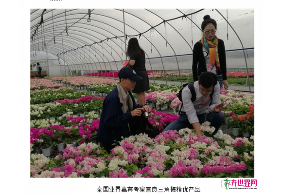 全国业界嘉宾考察宜良三角梅精优产品