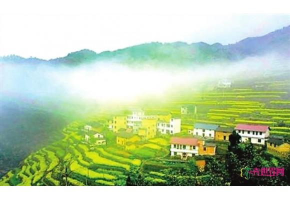 华东“十大油菜花景观”开评