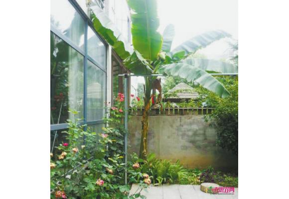 热带植物芭蕉树在四季分明的石家庄开花结果 热带植物芭蕉树在四季分明的石家庄开花结果