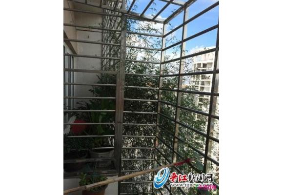 福建：炎炎夏日晋江市民室内降温有高招 绿植来帮忙