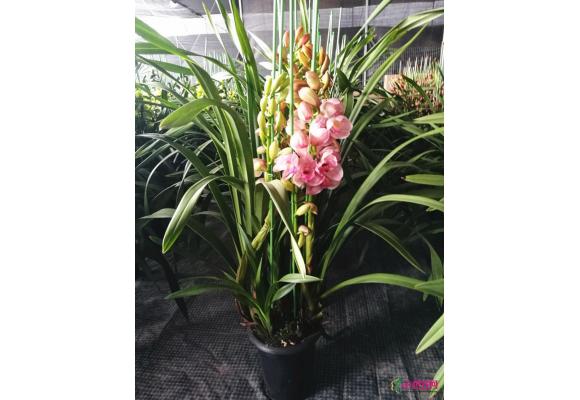 广东:大花蕙兰起市晚 行情持续低迷 广东:大花蕙兰起市晚 行情持续低迷